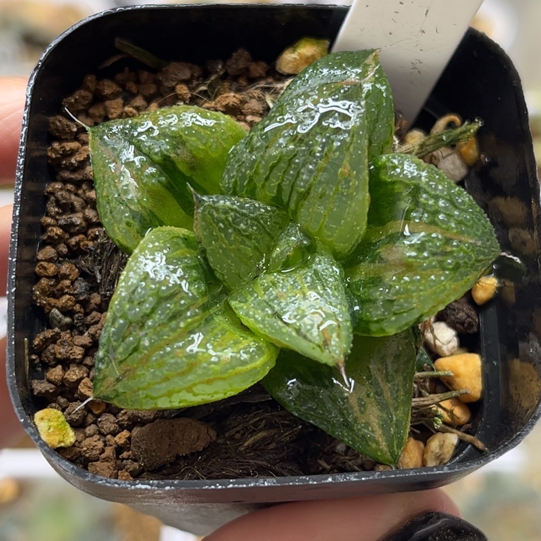 87阿寒湖锦带仔福利专场