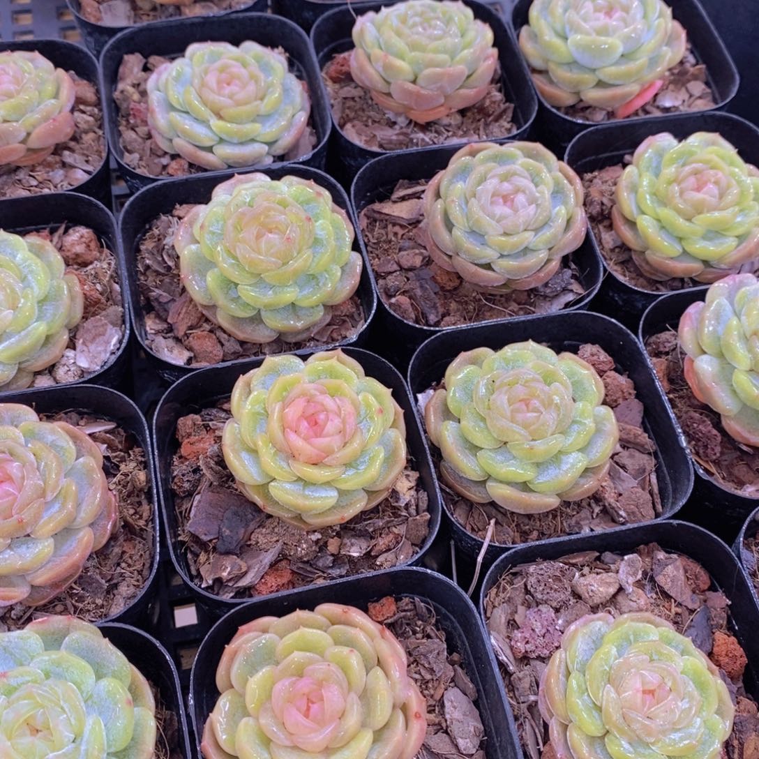 量拍108号 白色恋人单头一个