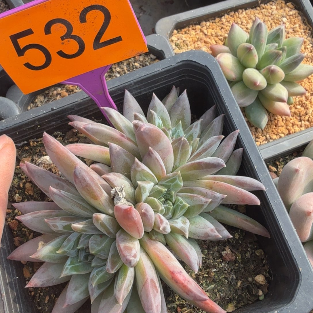 幻影一物一拍532.