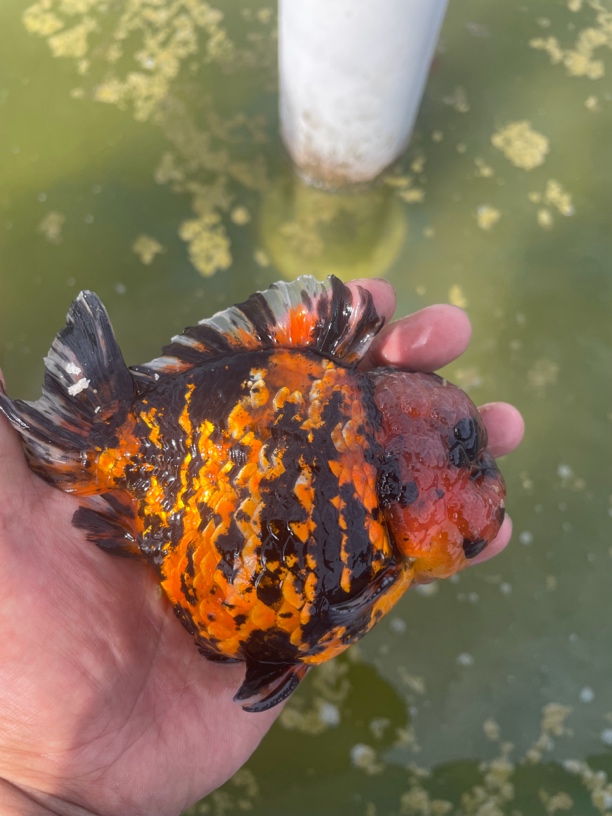 金鱼观赏鱼将军玛丽泰狮