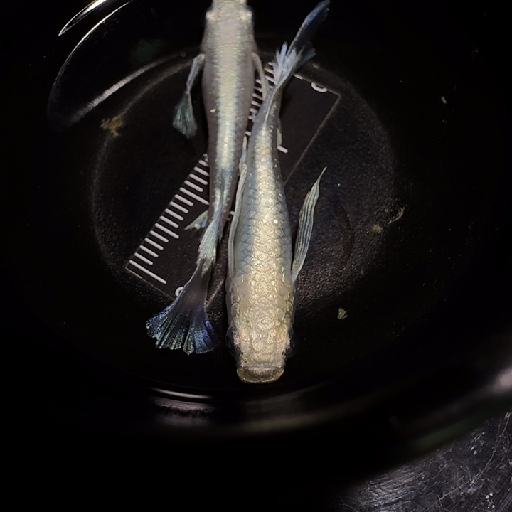 青鳉鱼一物一拍915