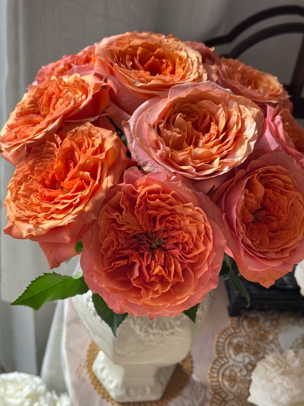 （绿光玫瑰）金标新品橘子10支！三件顺丰空运20%不售后