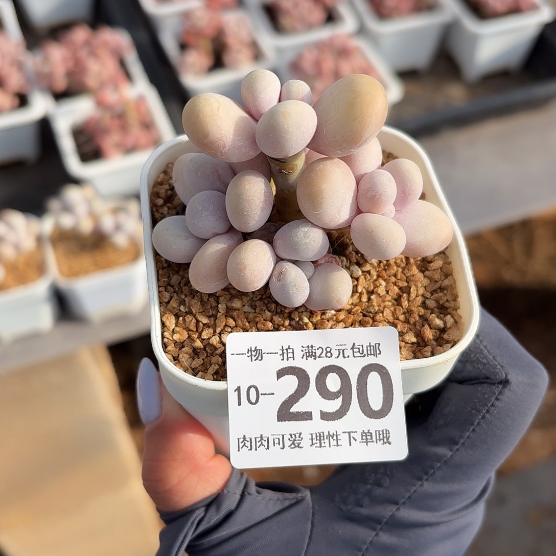 南***国蛋黄奶无盆无发货无盆土发货无