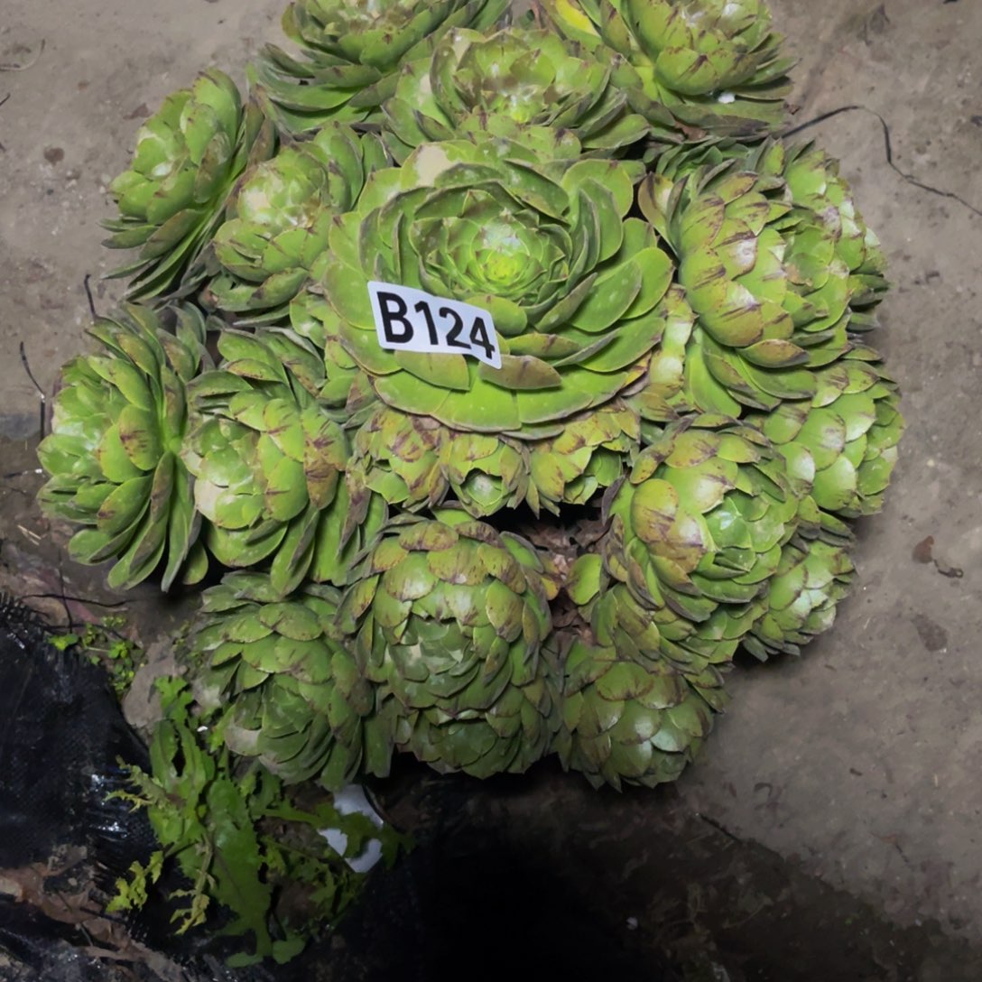 万拉丝14////-5包邮