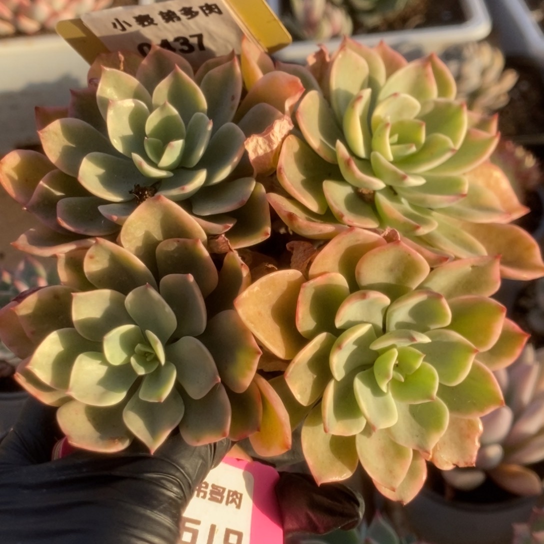 437雨滴锦锦锦锦锦