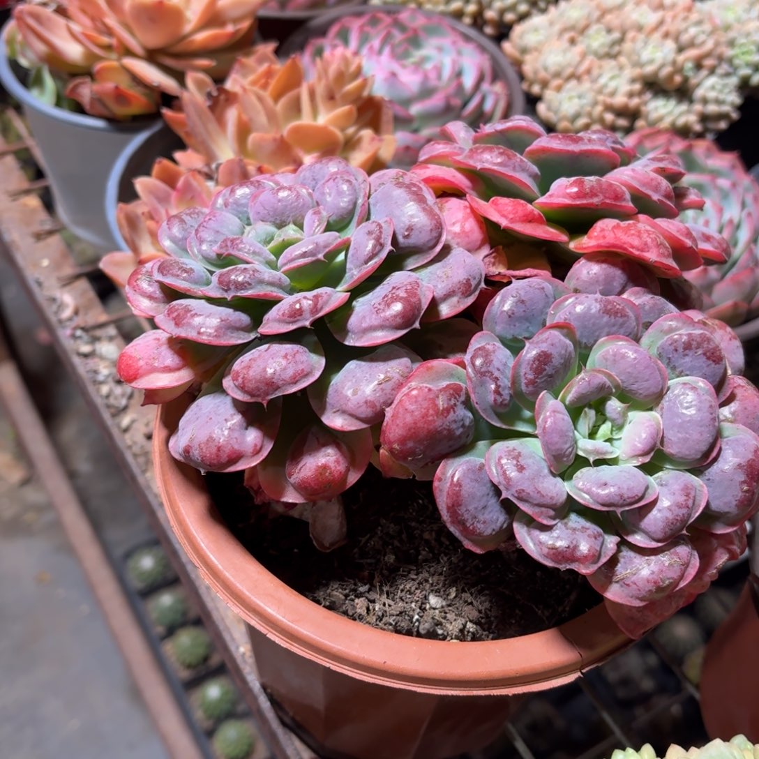 雨滴多肉整群16㎝盆