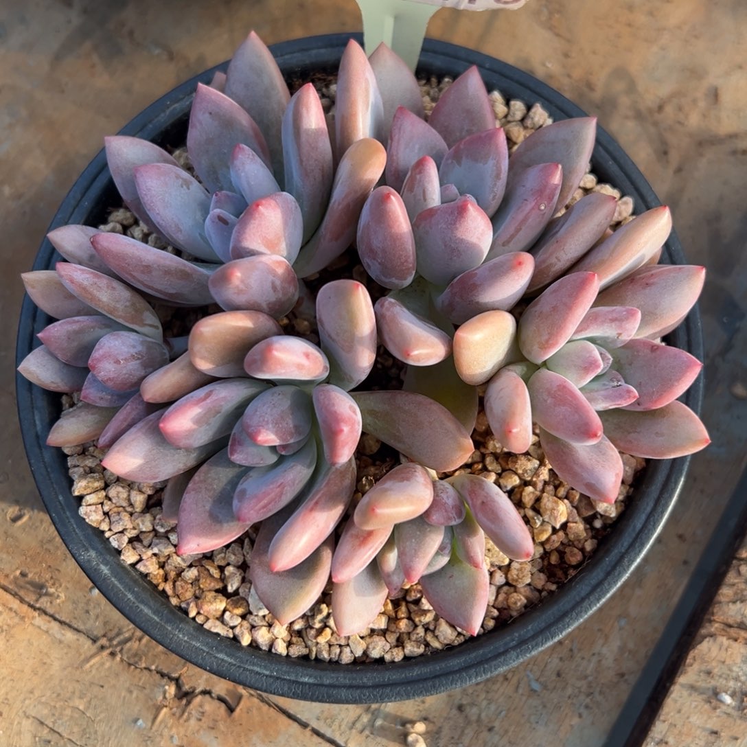 1028210 奥普群生6头