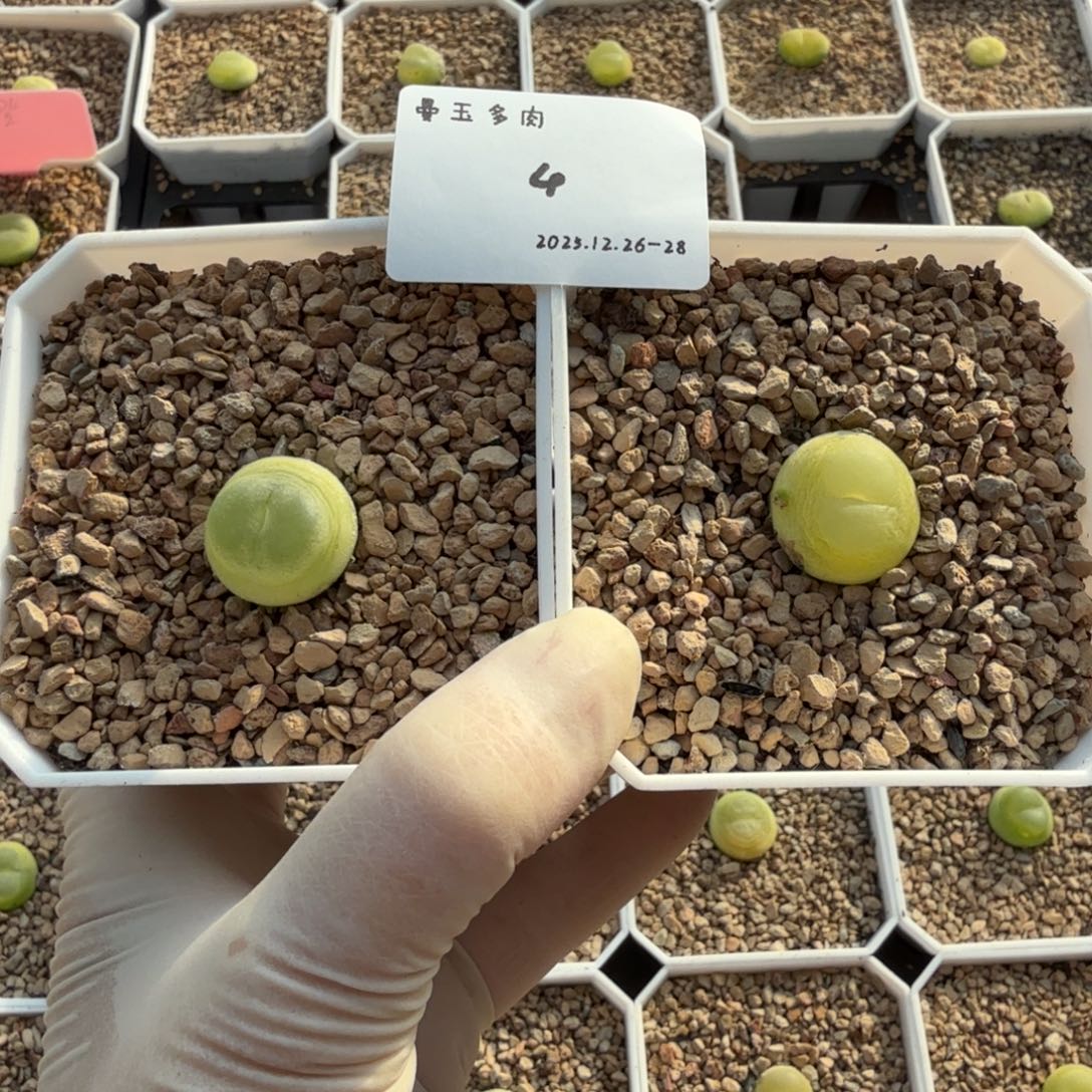 调***球多肉多肉多肉12-004