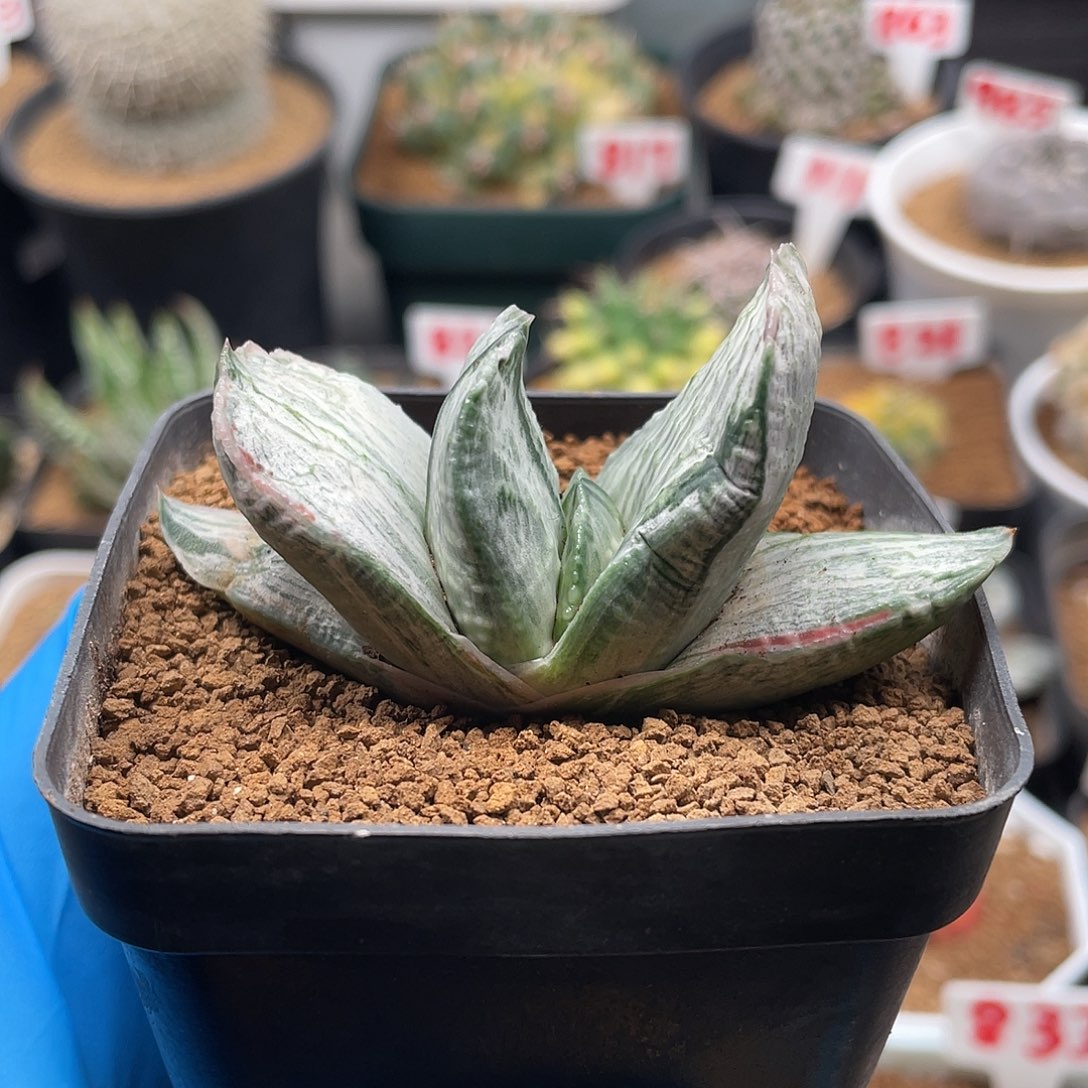 实生短叶白锦卧牛仙人球多肉