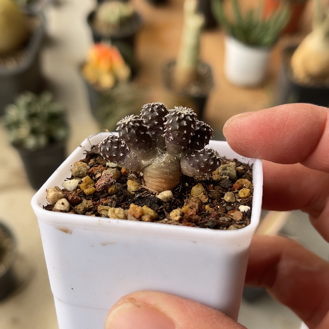 子播实生松针牡丹一物一拍