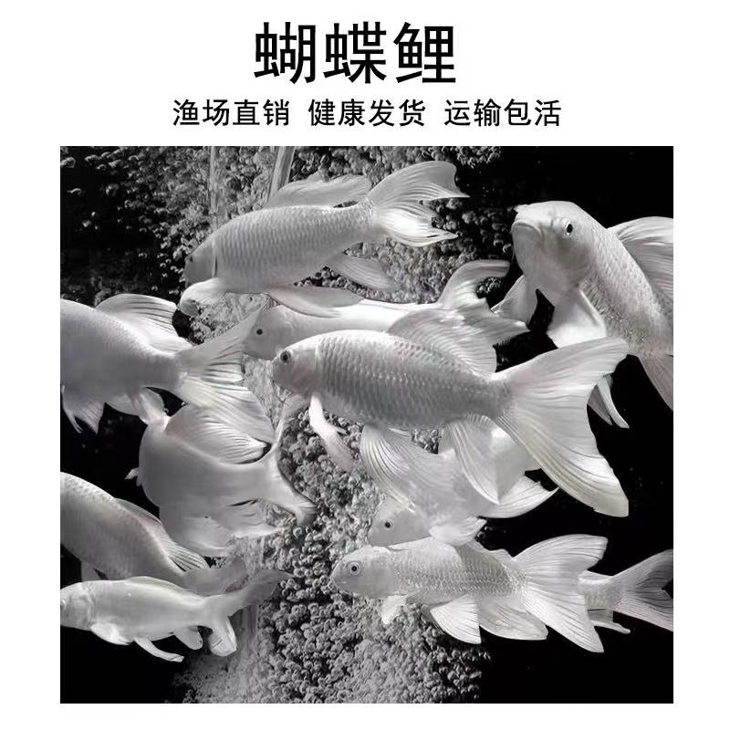 /链接改价/蝴蝶鲤白鱼精品纯种蝴蝶鲤观赏鱼