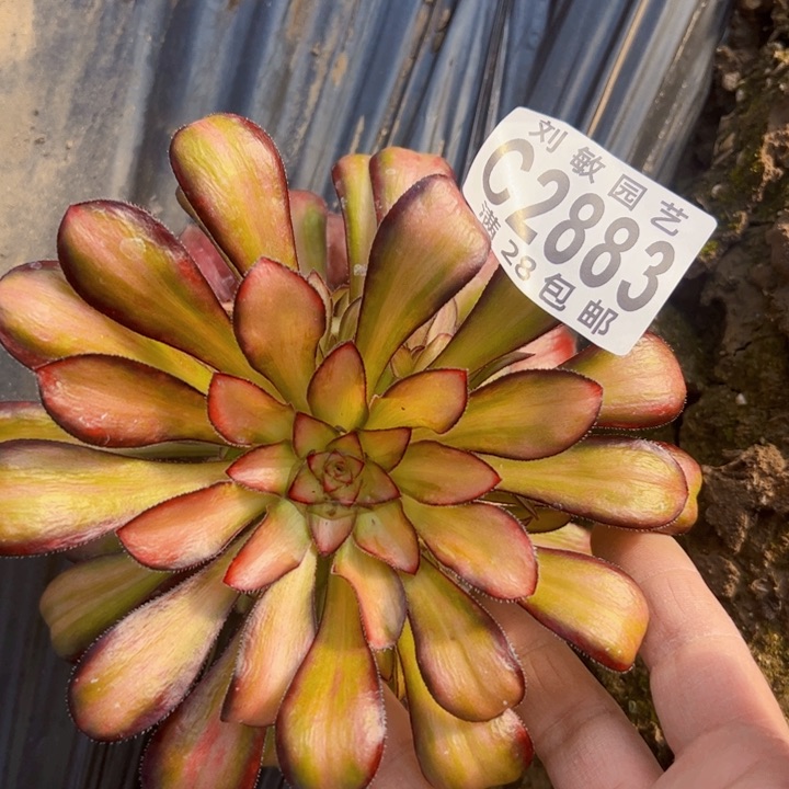 2883魅力多肉植物法师