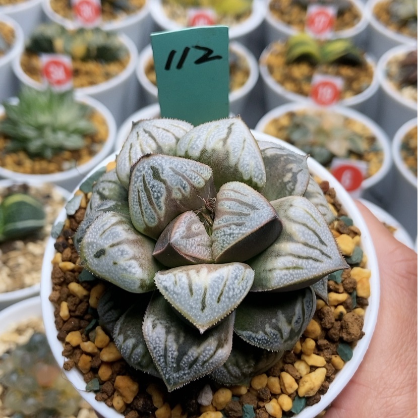 【闪购商品】喜***肉112白羊座，克锦