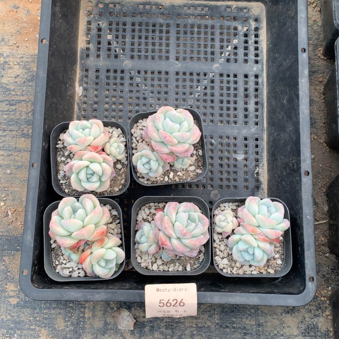 5626冰玉5厘米左右5颗脱土发