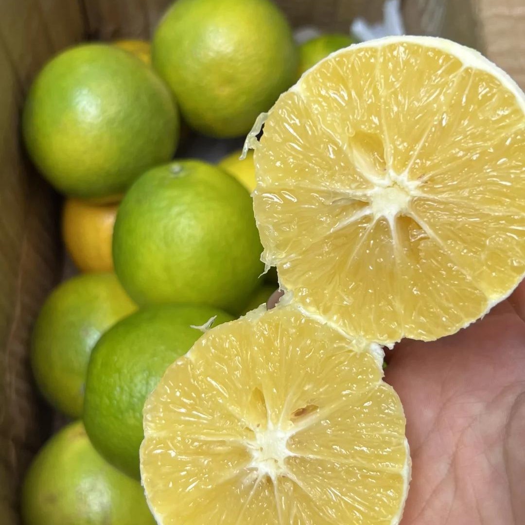 翡翠橙云南玉溪冰糖橙 1000g