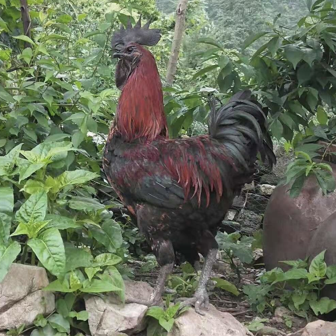 云南农禽）云南山林高脚土乌鸡肉好吃美味营养丰富鲜香老品种土鸡