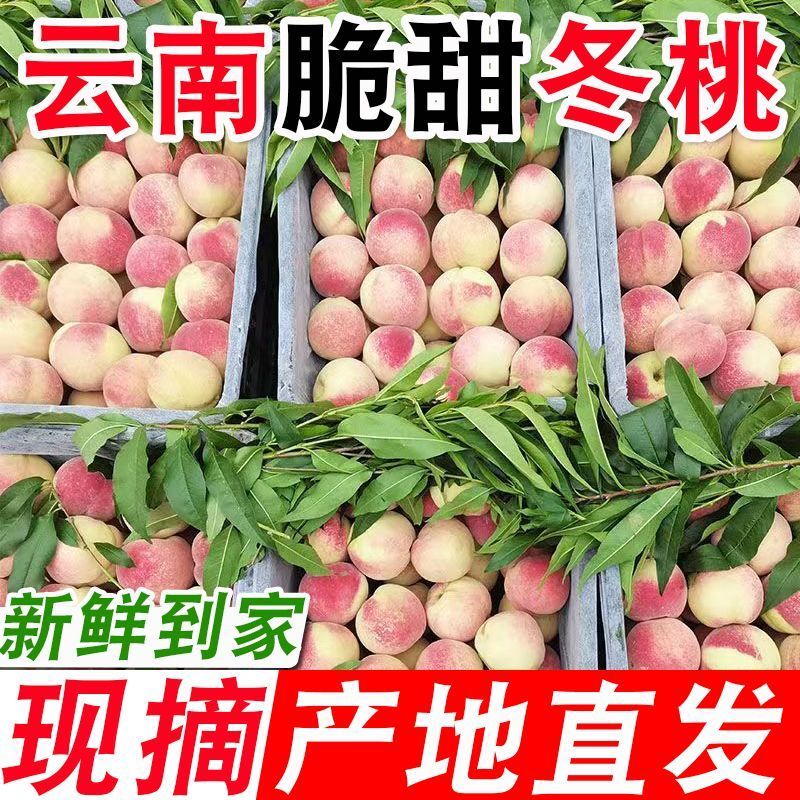 【脆甜可口】云南大理冬桃脆甜可口新鲜冬桃雪蜜桃离核鲜果应急水果