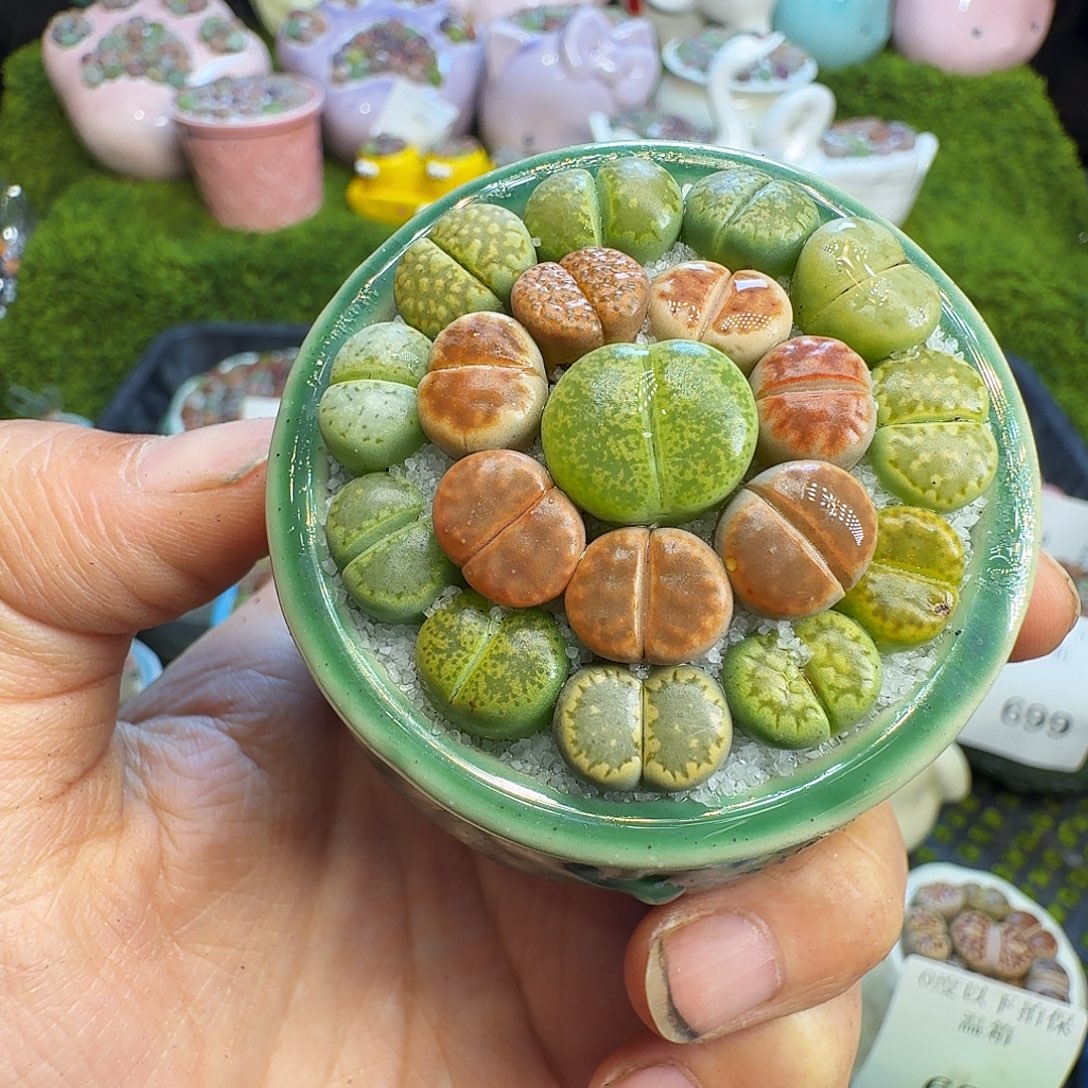 多肉植物福利冲717