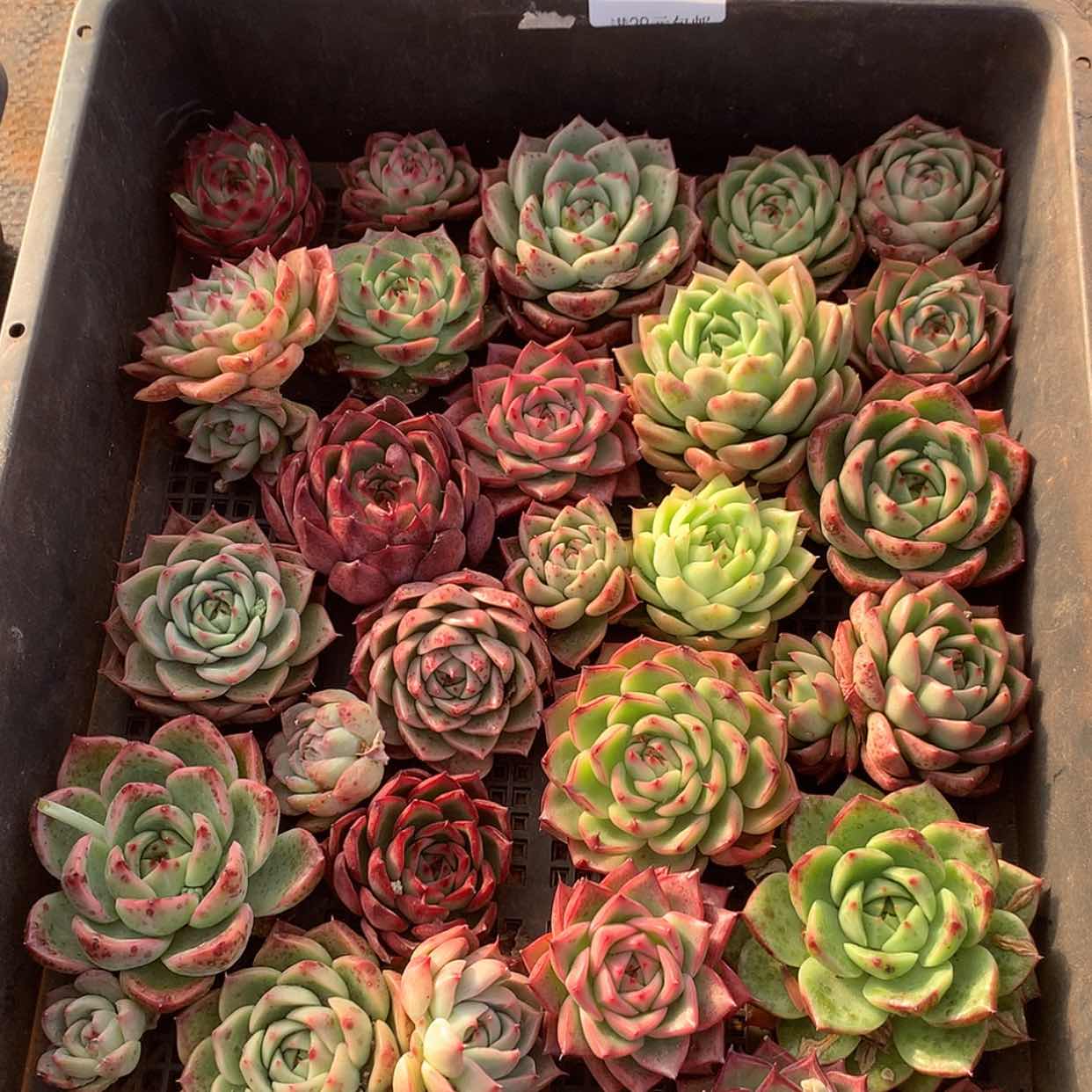 【闪购商品】云97号一筐