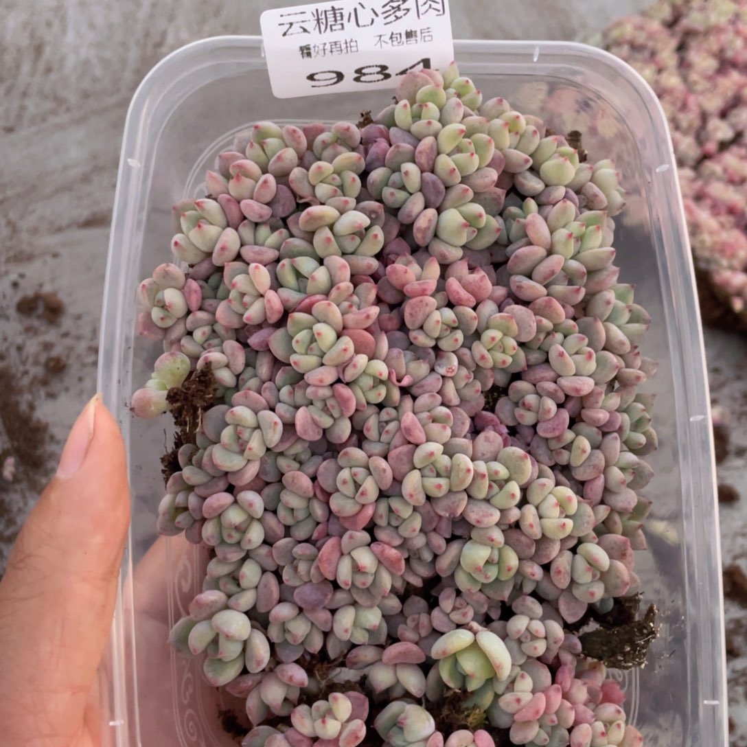  云糖心多肉植物984