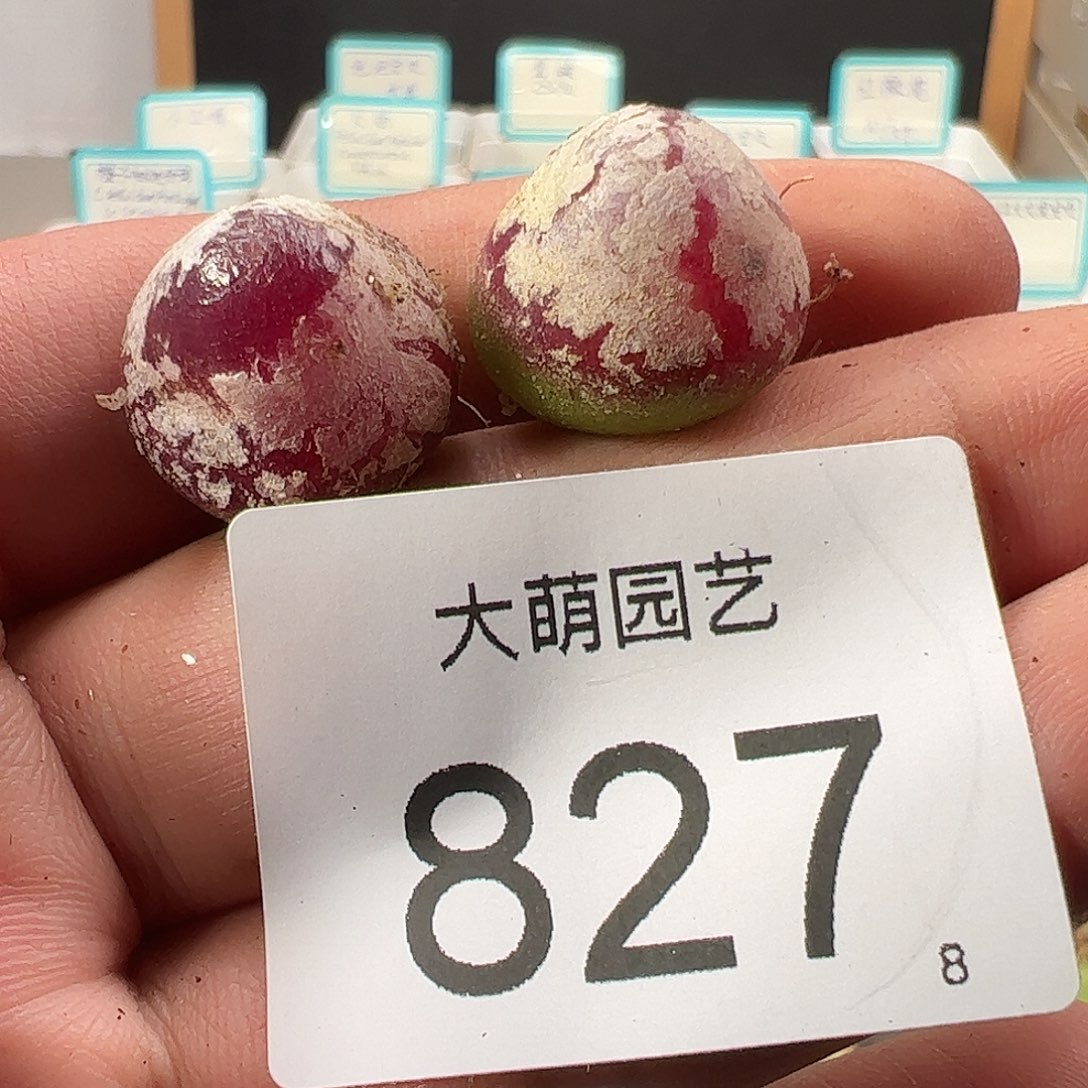 0000827 一物一拍……