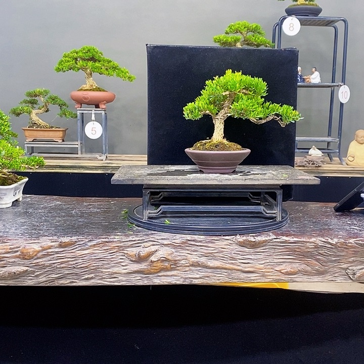 无花朵黄杨盆景四季常青不落叶