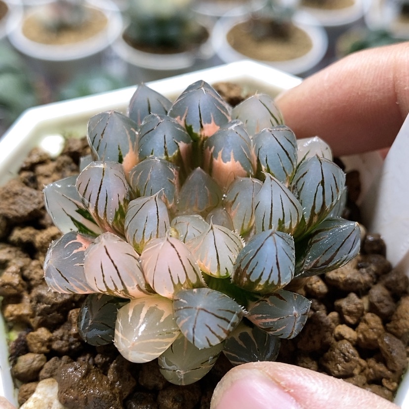 【闪购商品】1霓虹灯