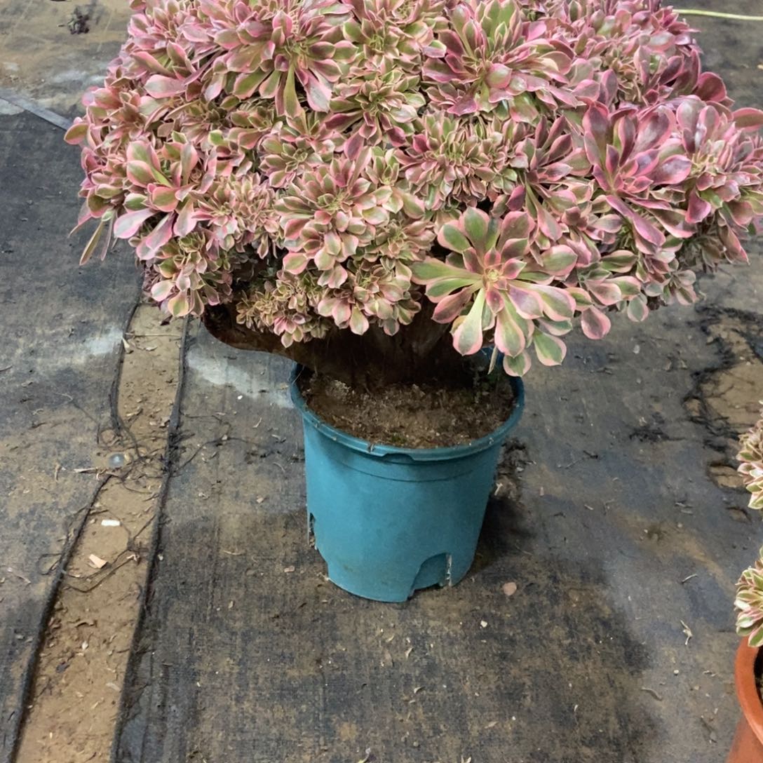 捌***⑩男神朵朵缀化发货有瑕疵