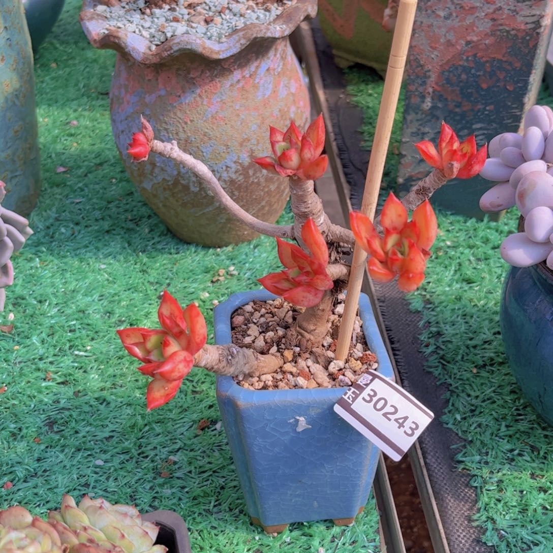 东云多肉植物30243