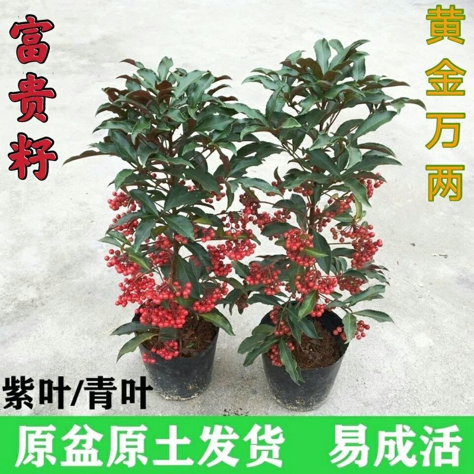 富贵籽盆栽带果黄金万两绿植物四季好养办公室内花卉盆景