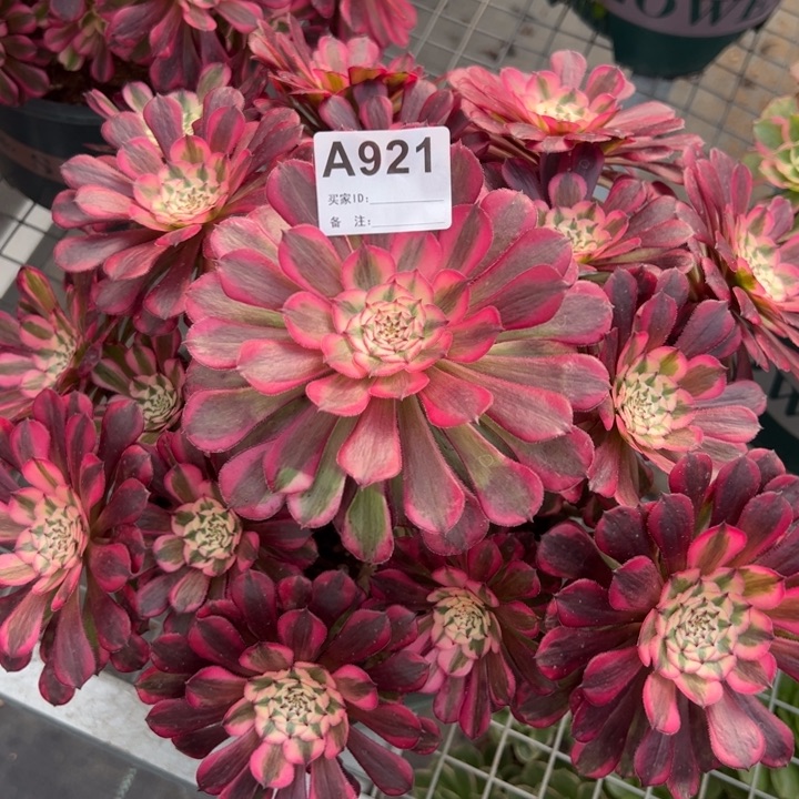 921红铜超白30厘米左右多肉