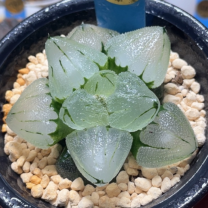 510巨大化冰玉鸾母本