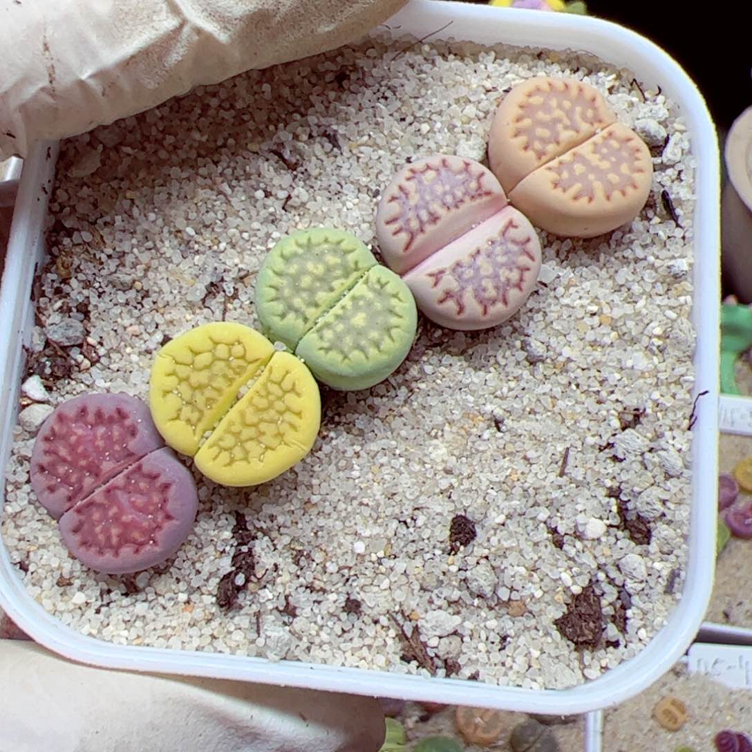 115 优秀的肉肉56