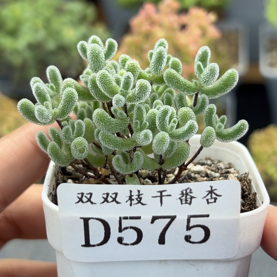 575冰晶枝干               
