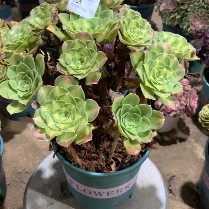 525韶华多肉特价不售后