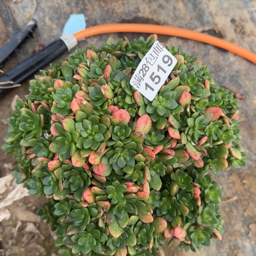 小狐狸多肉1519满28包邮断枝不包