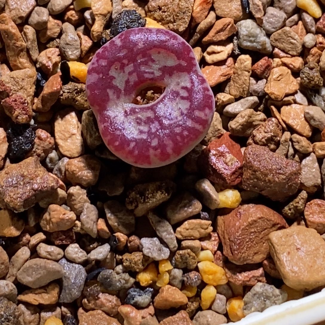 果***子51/优选毛杂甜甜圈51/优选毛杂甜甜圈