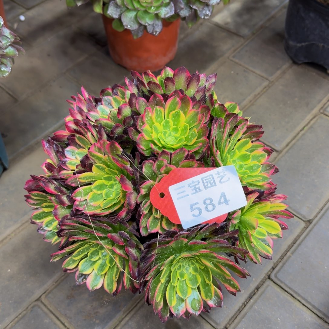 佛*阁多肉植物584朝霞