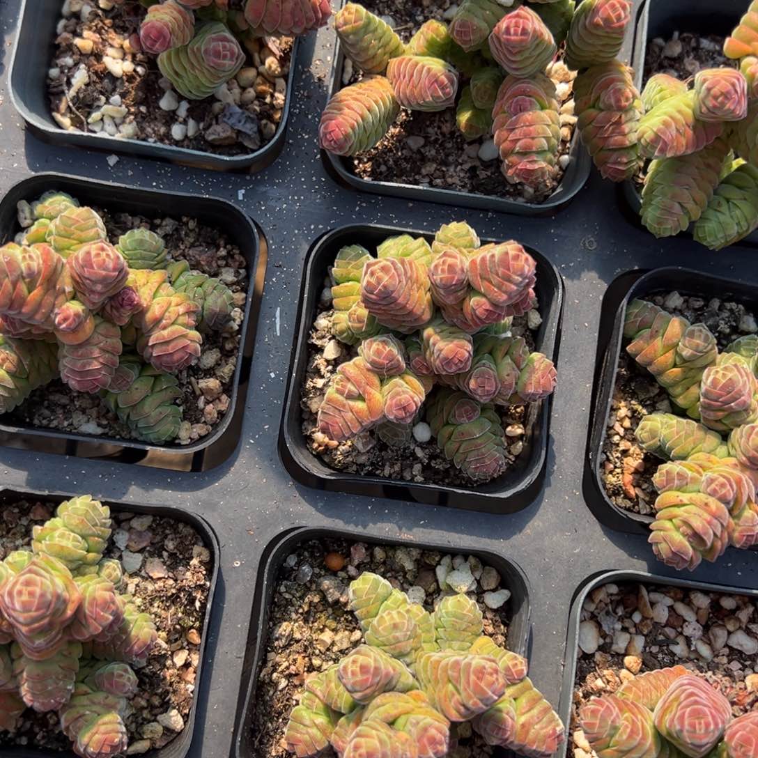 绒塔群一颗量拍多肉满9.9元包邮