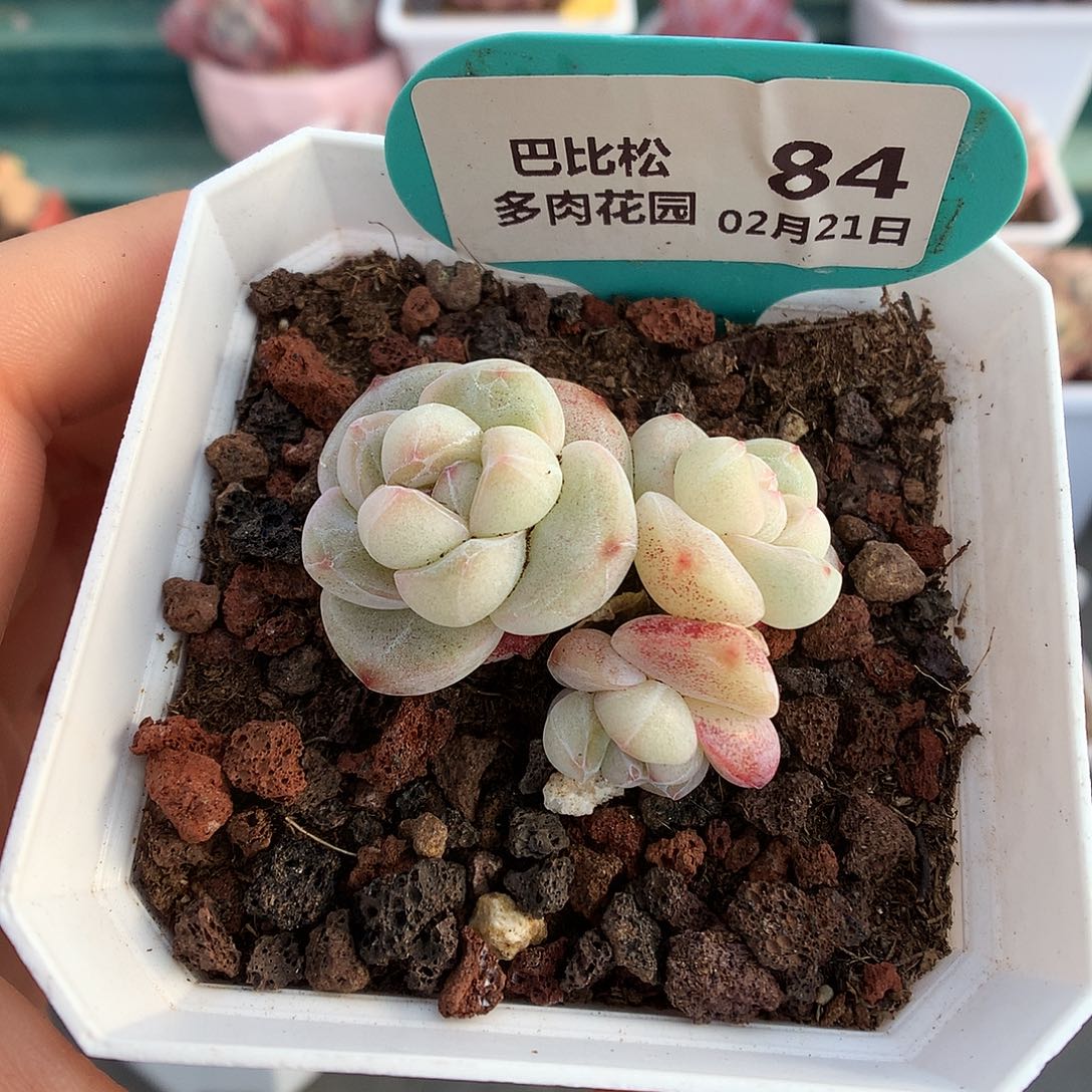 84三头白钻石冰玉多肉植物