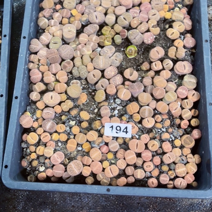 194 生石花一物一图如图带盆