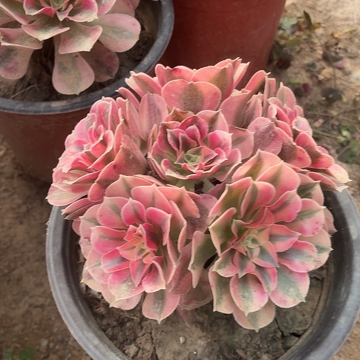 粉女巫小棵2棵脱土