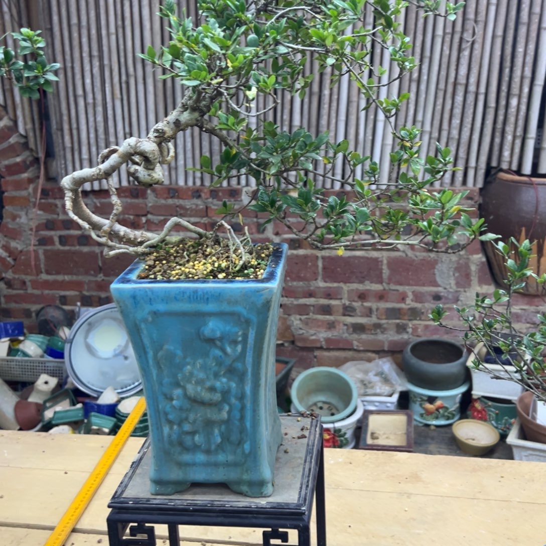 用***4无花朵栀子花盆景老桩