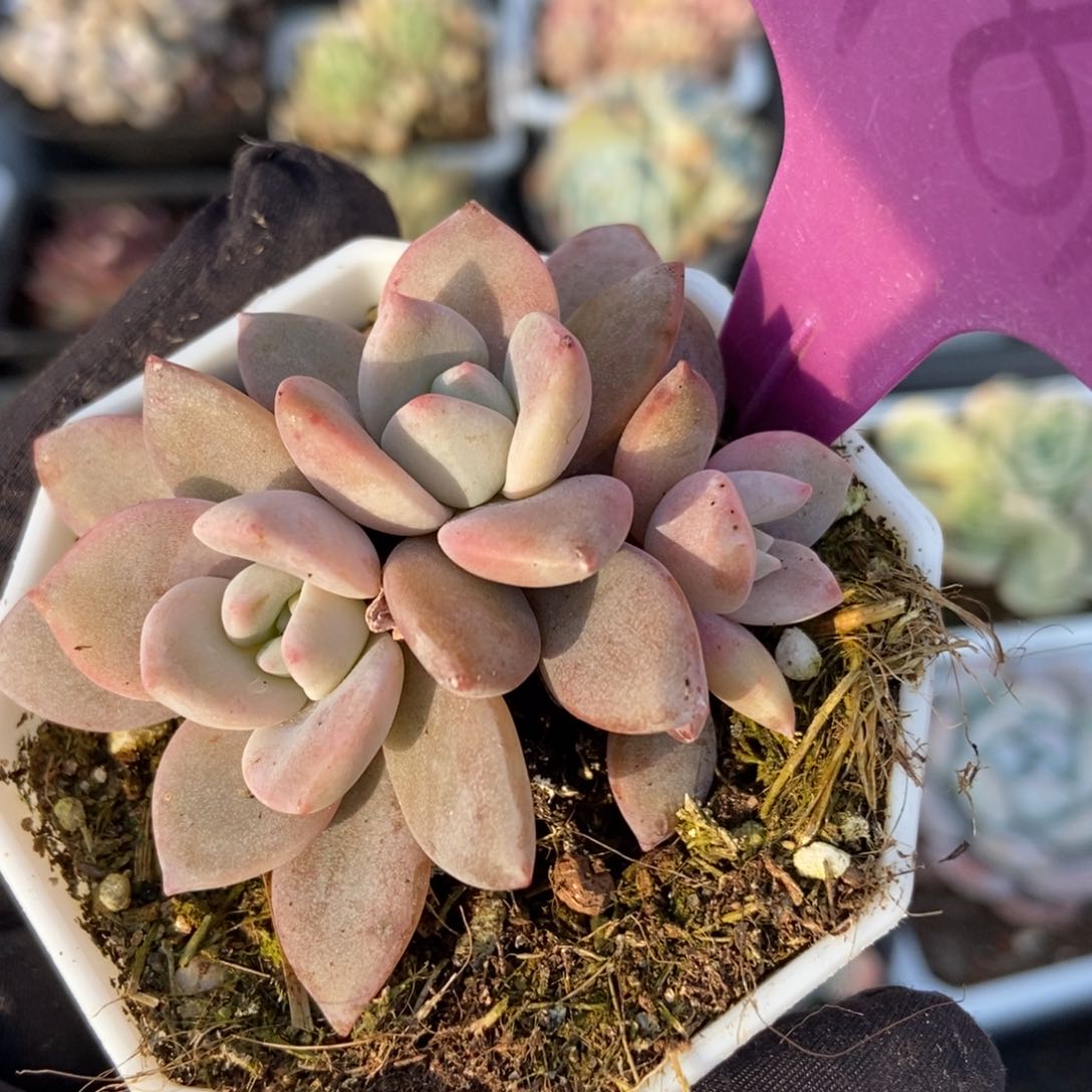 1981红茶多肉植物保护