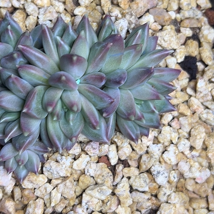 美人特价 一物一配多肉