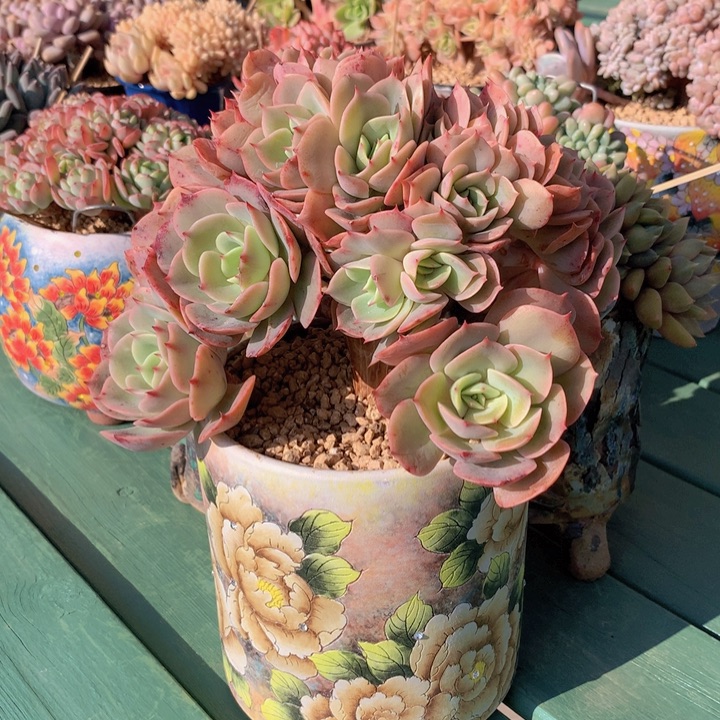 白雪公主小树朵朵自然群