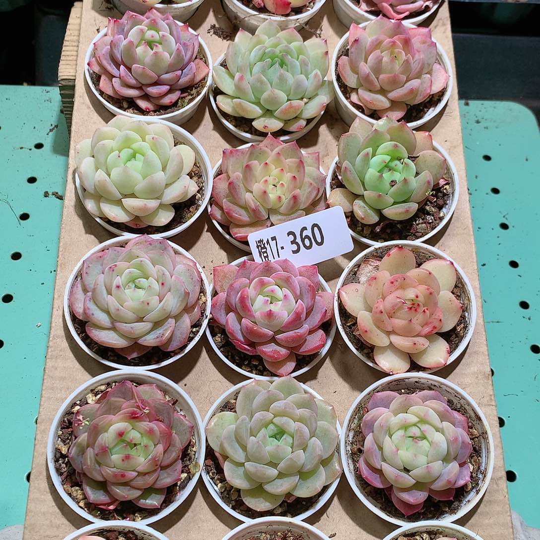 17-360一物一拍带盆18颗