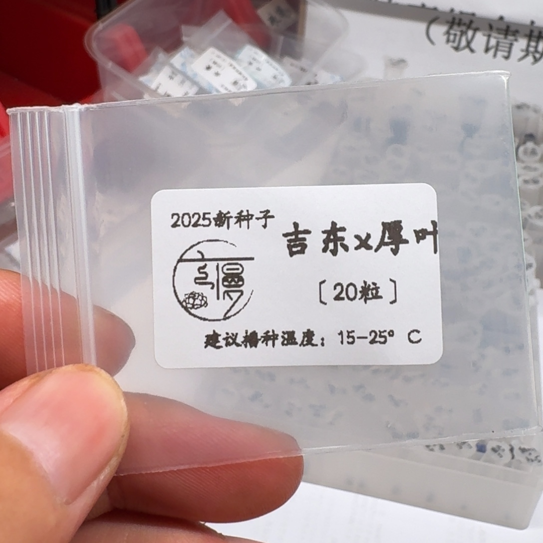 如图2025新种子珍妮系列20粒一份