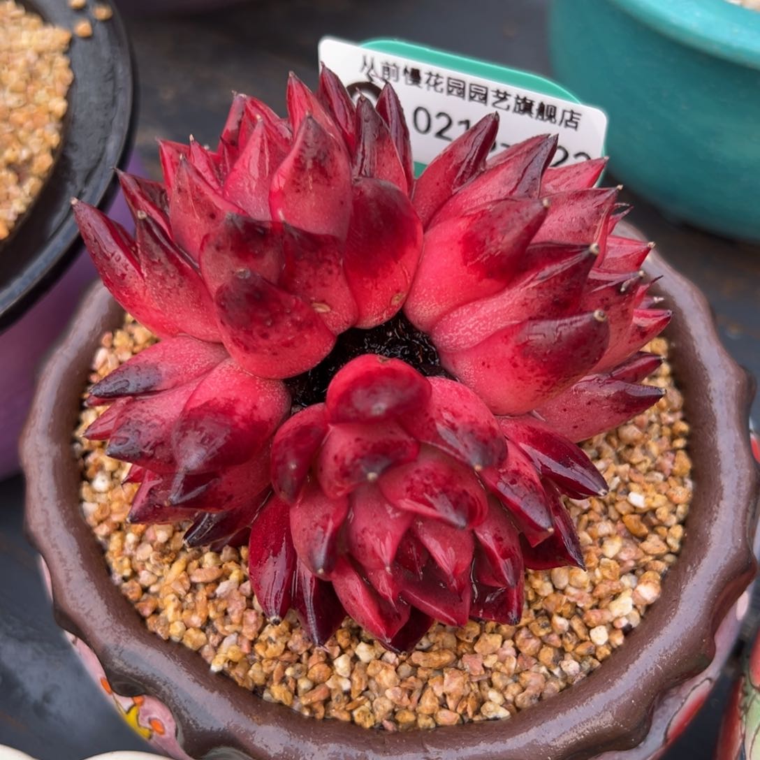 从前慢多肉精选超过0215.222