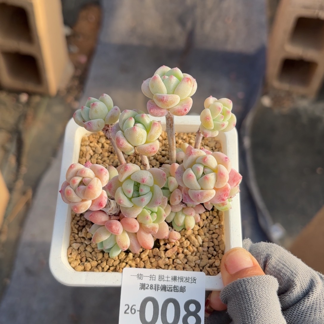 粉香水老桩多肉多肉